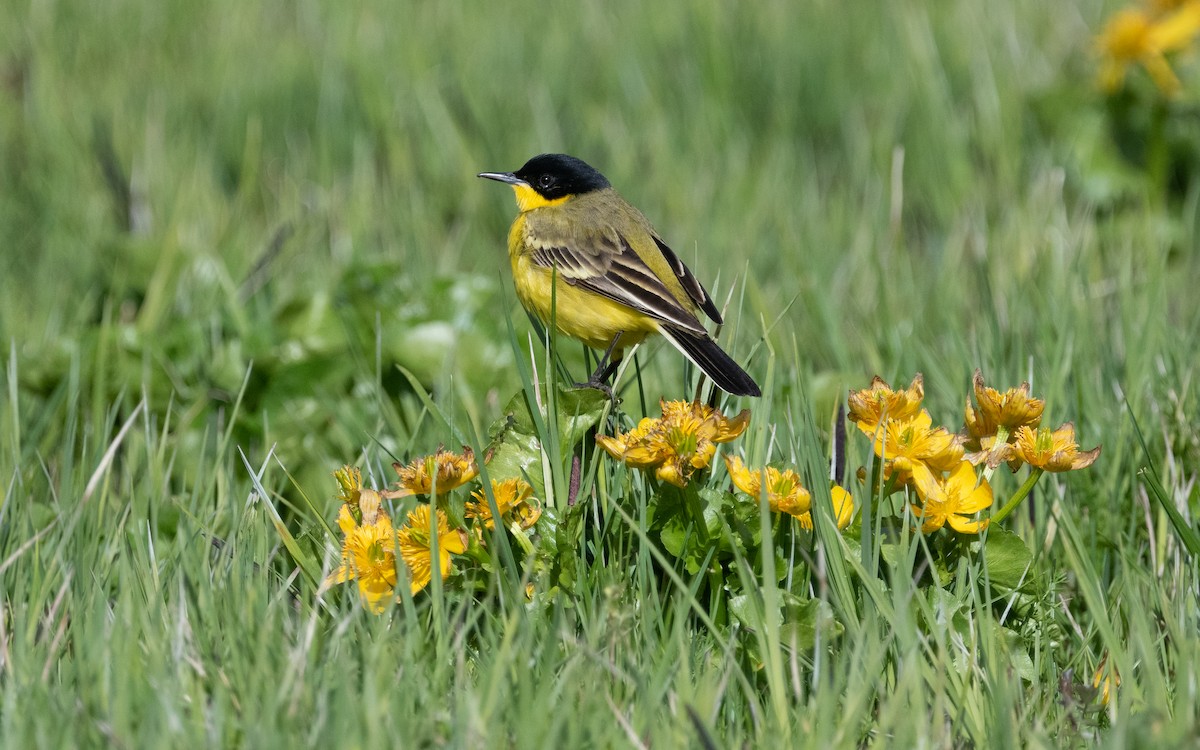 Western Yellow Wagtail (feldegg) - ML621514935