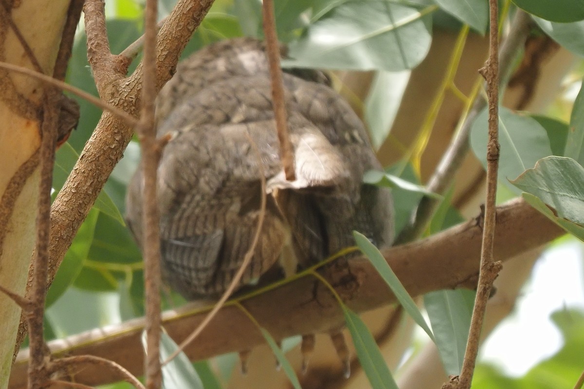 Northern White-faced Owl - ML621514994