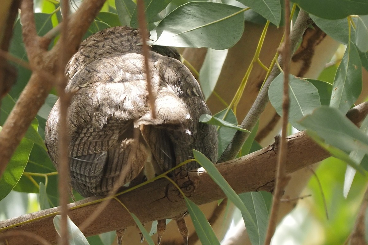 Northern White-faced Owl - ML621514996