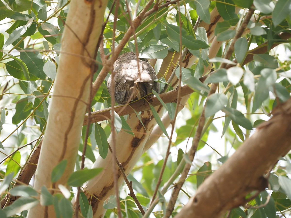 Northern White-faced Owl - ML621514997