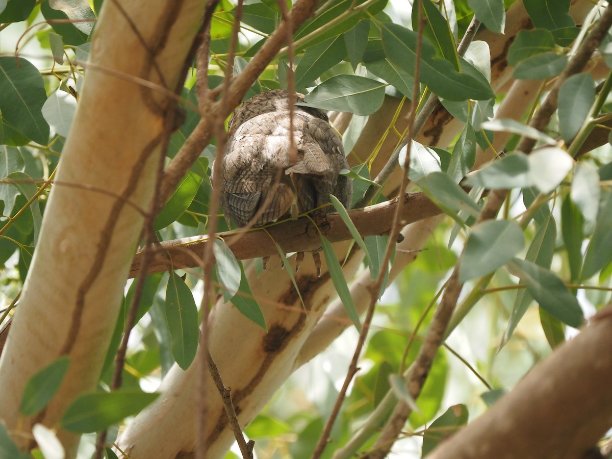 Northern White-faced Owl - ML621514998