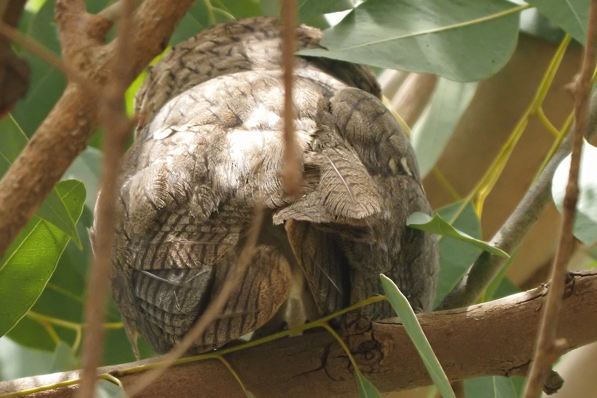 Northern White-faced Owl - ML621514999