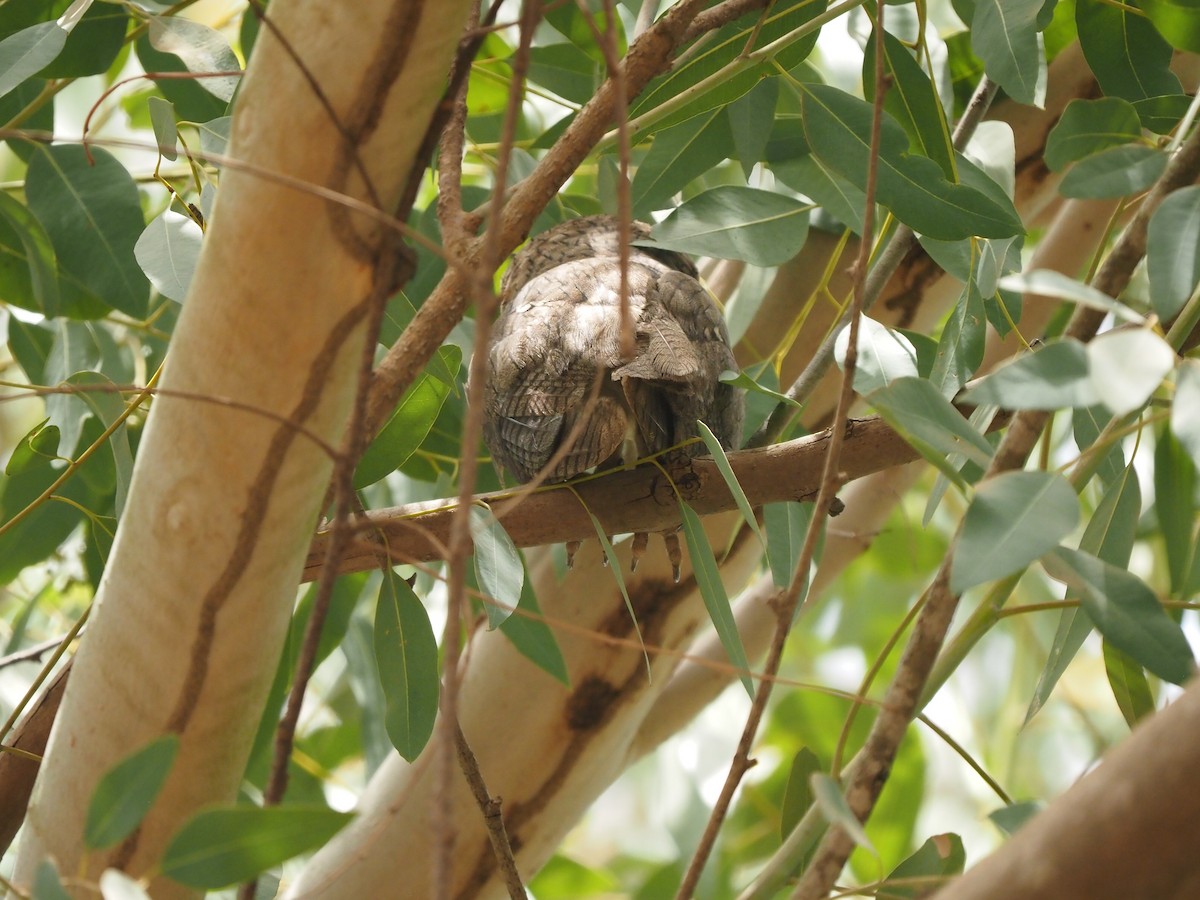 Northern White-faced Owl - ML621515001