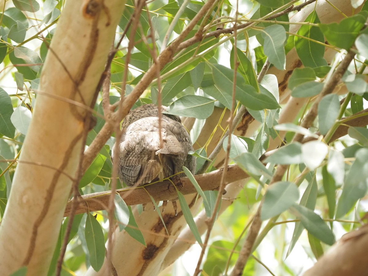 Northern White-faced Owl - ML621515002