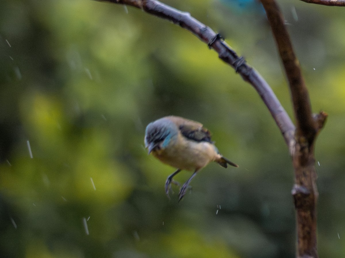 Dacnis à pattes noires - ML621515055