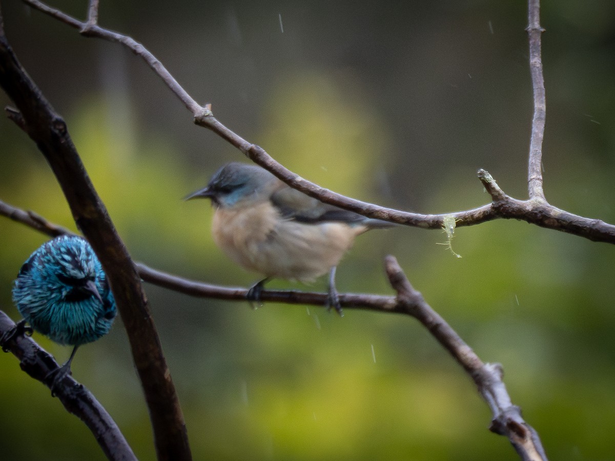 Dacnis Patinegro - ML621515056