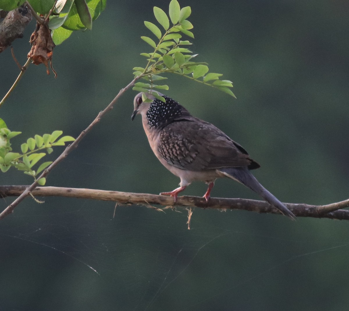 Spotted Dove - ML621515073