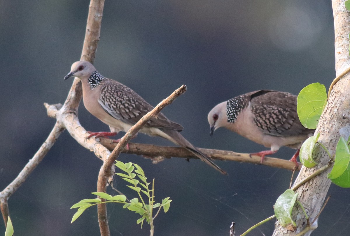 Spotted Dove - ML621515074