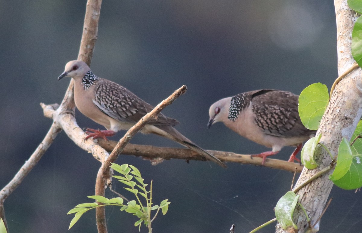 Spotted Dove - ML621515075