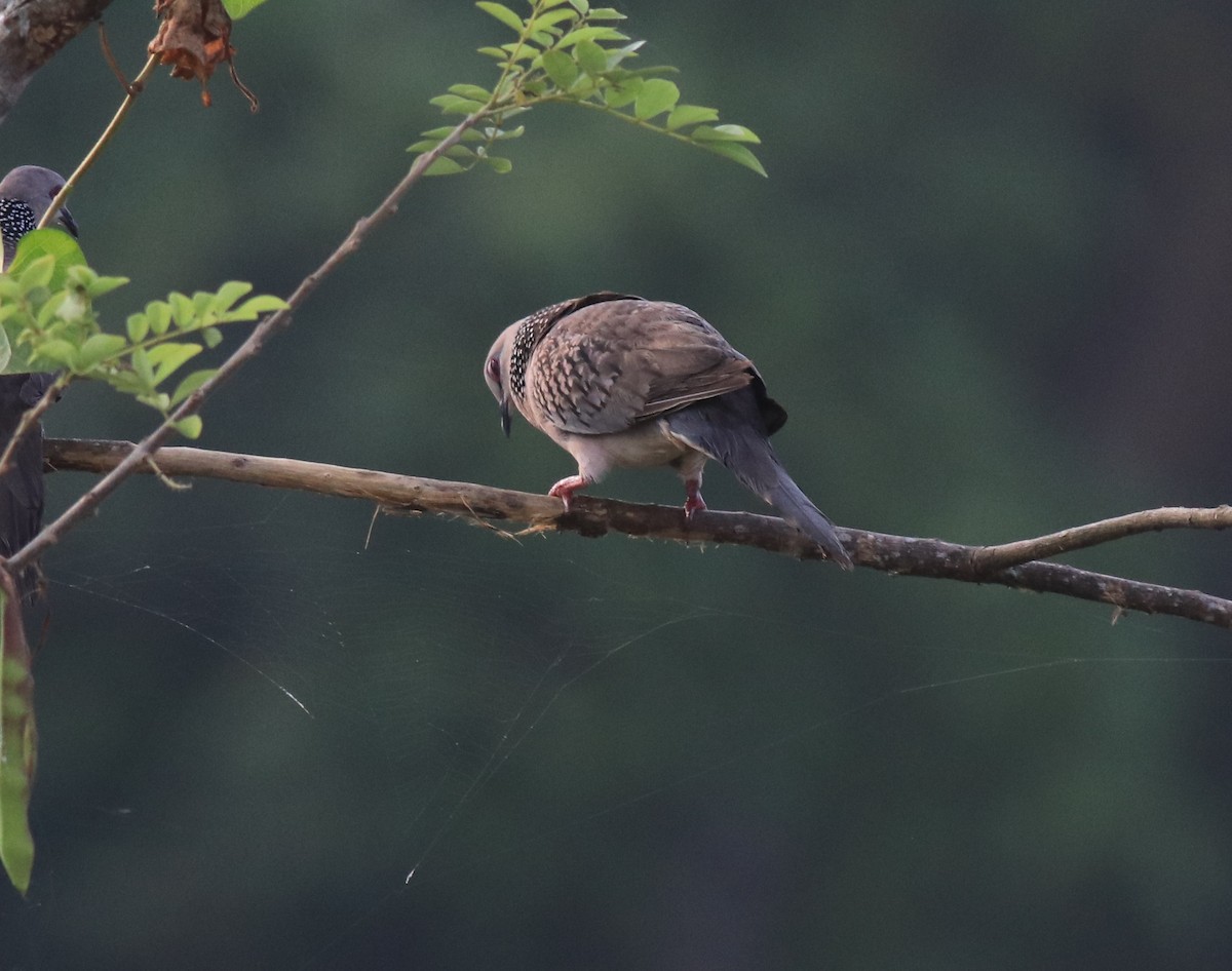 Spotted Dove - ML621515076