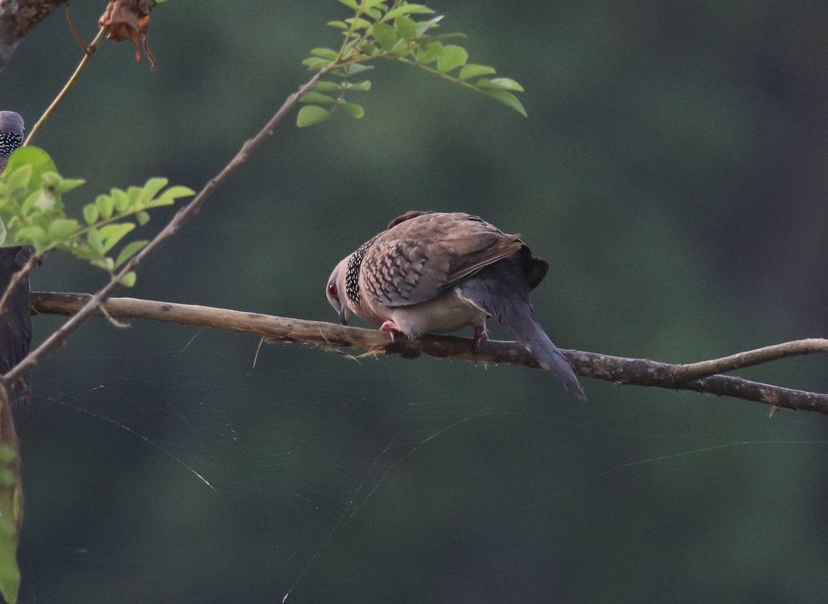 Spotted Dove - ML621515077