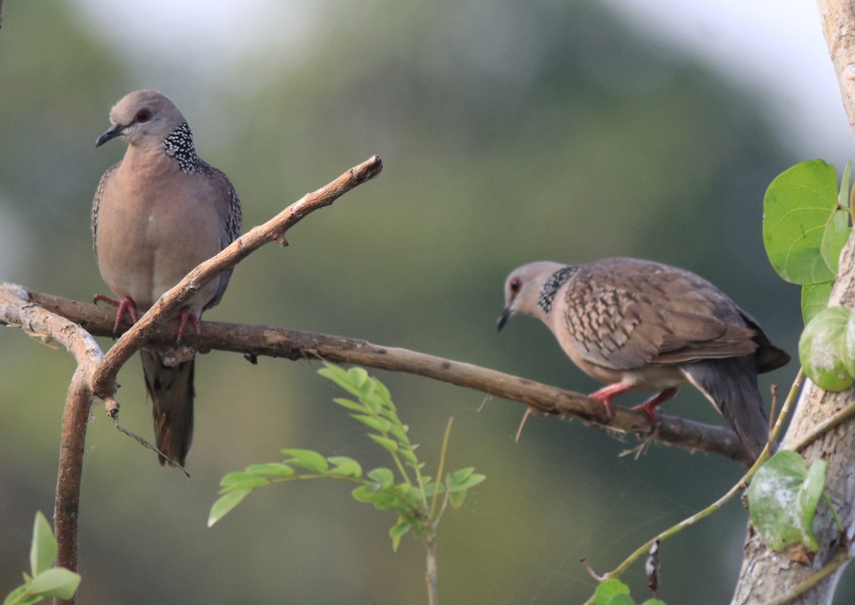 Spotted Dove - ML621515078