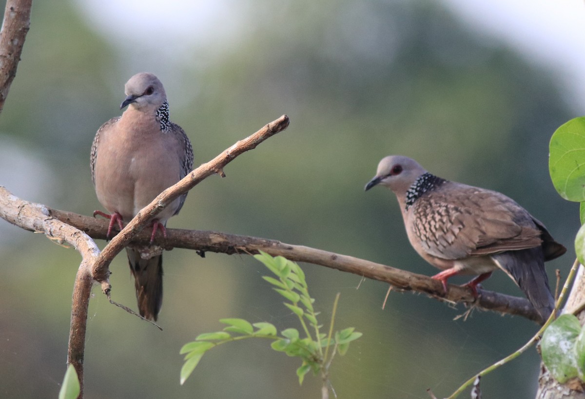 Spotted Dove - ML621515079