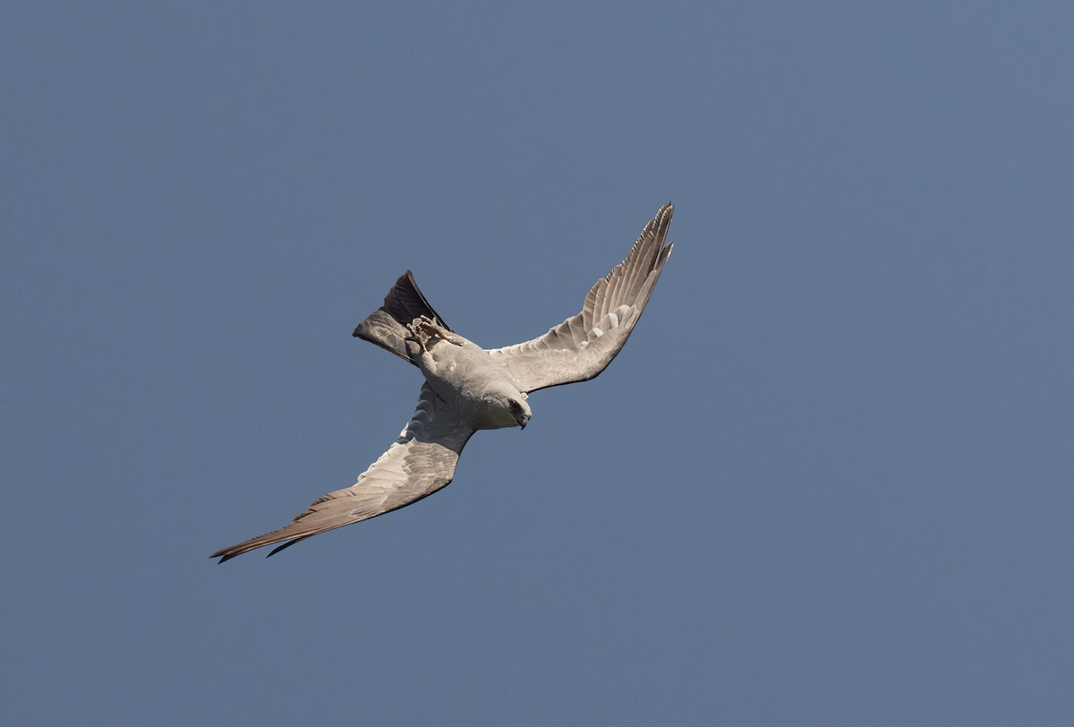 Mississippi Kite - ML621515191