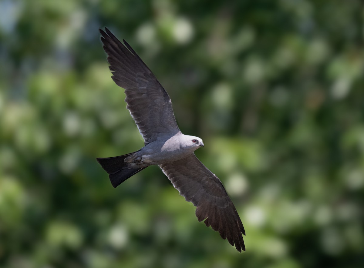 Mississippi Kite - ML621515192