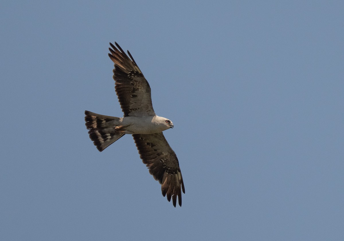 Mississippi Kite - ML621515193