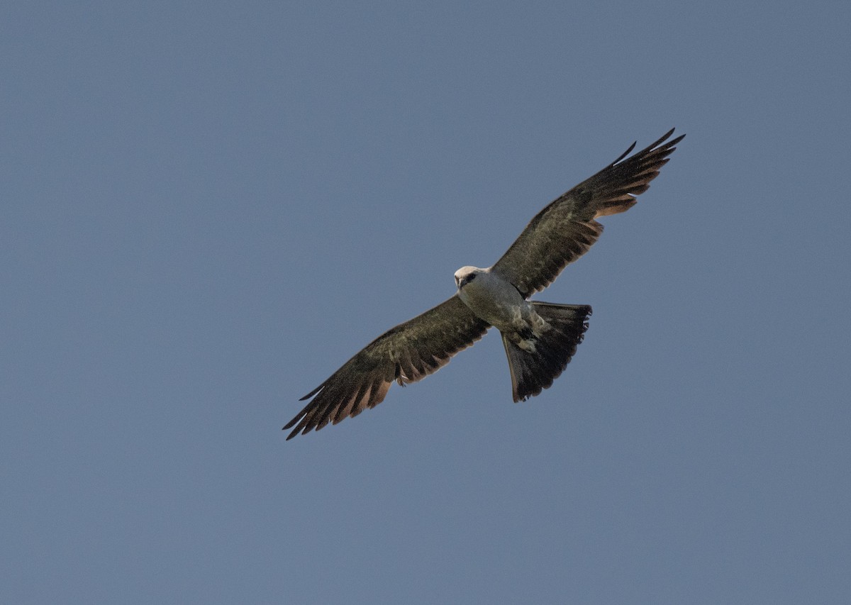 Mississippi Kite - William Higgins