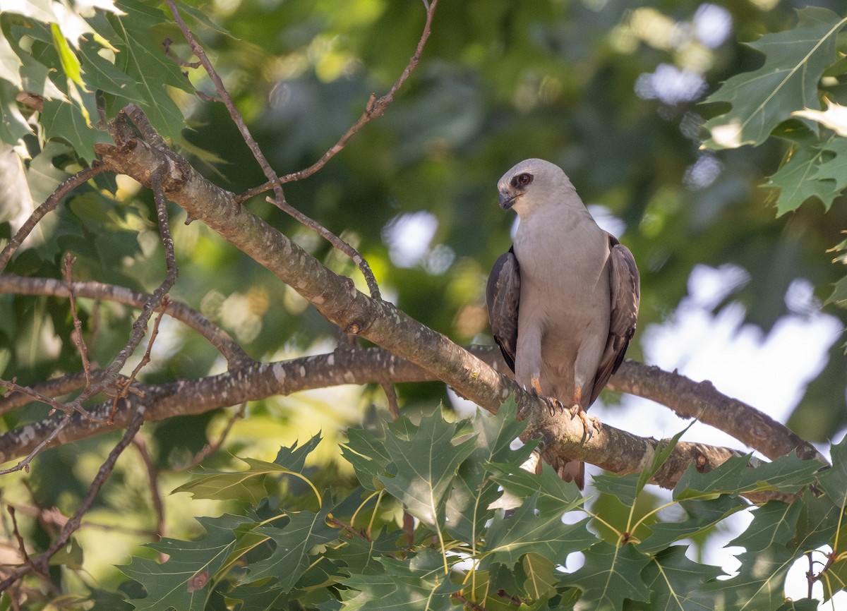 Mississippi Kite - ML621515196