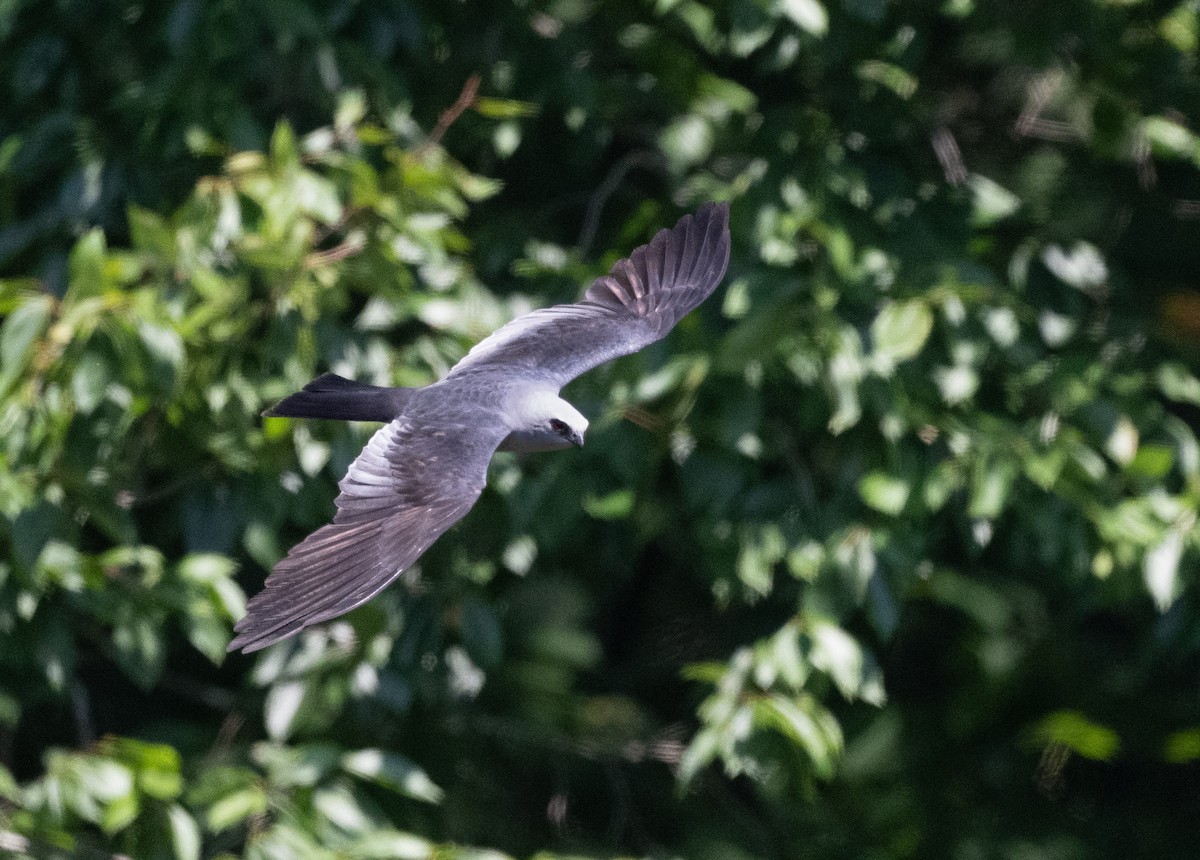 Mississippi Kite - ML621515197