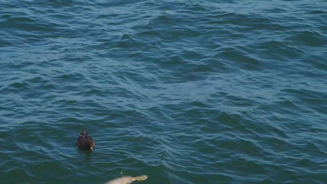 White-chinned Petrel - ML621515223