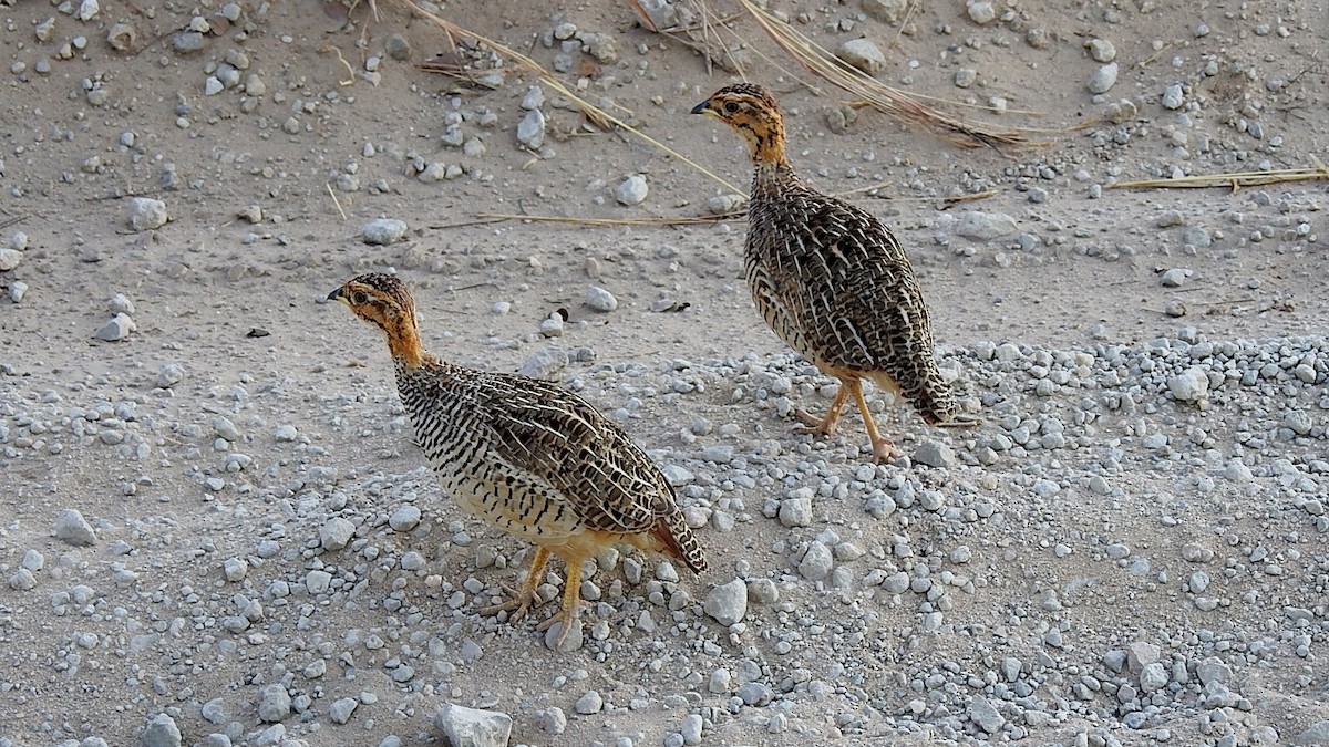 Coqui Francolin - ML621515227