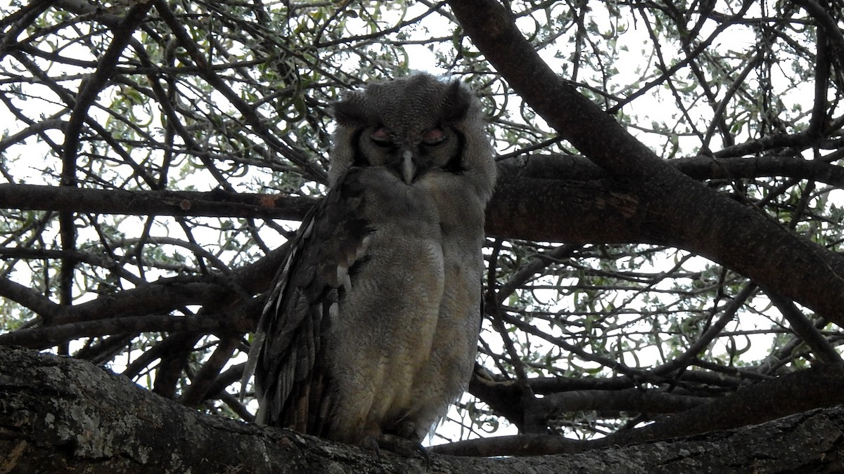 Verreaux's Eagle-Owl - ML621515229