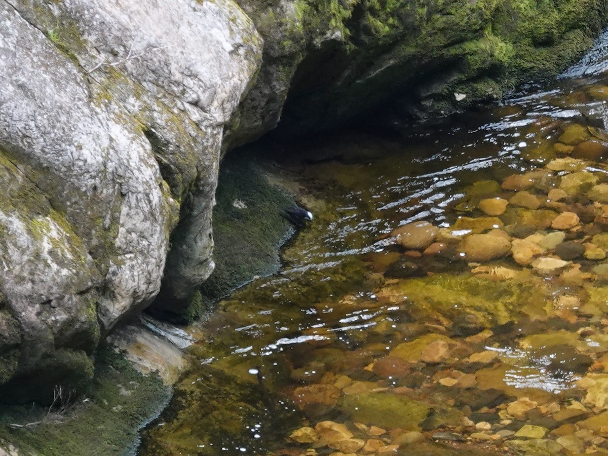 White-capped Dipper - ML621515238