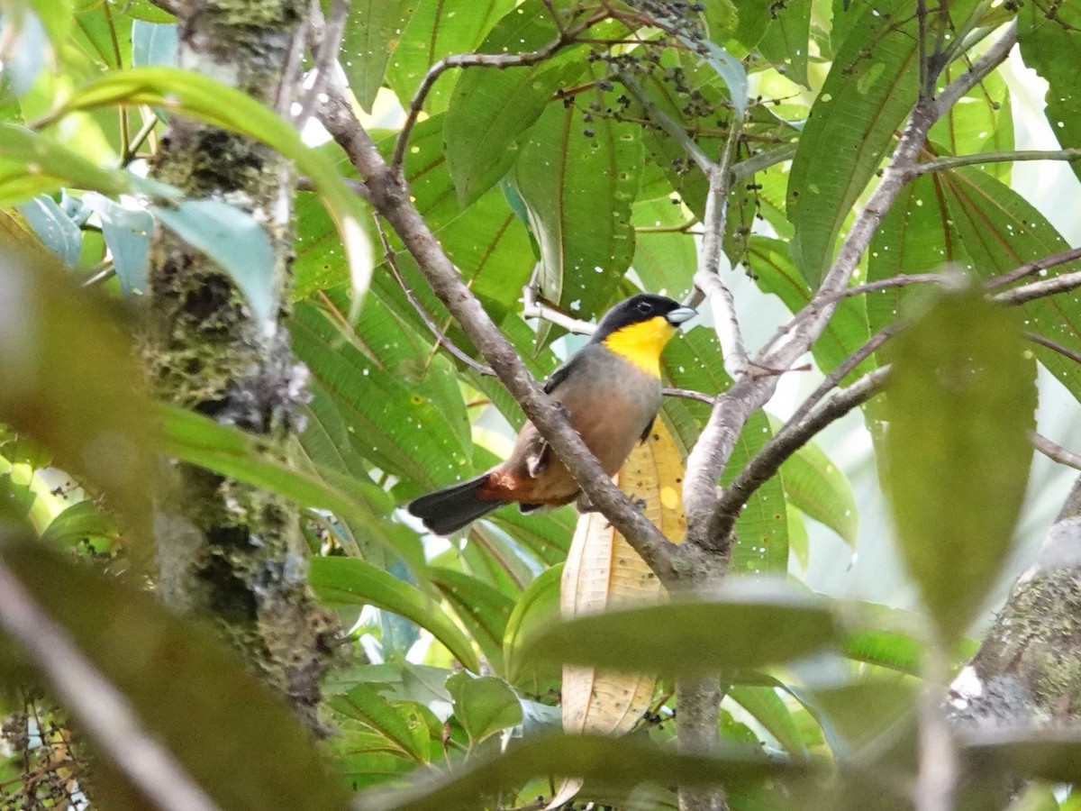 Yellow-throated Tanager - ML621515246