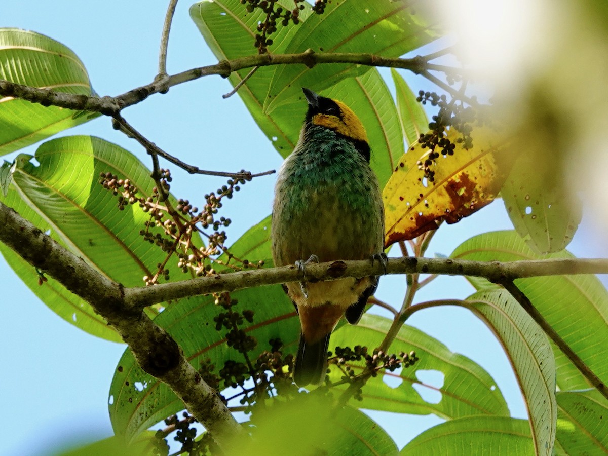 Saffron-crowned Tanager - ML621515252