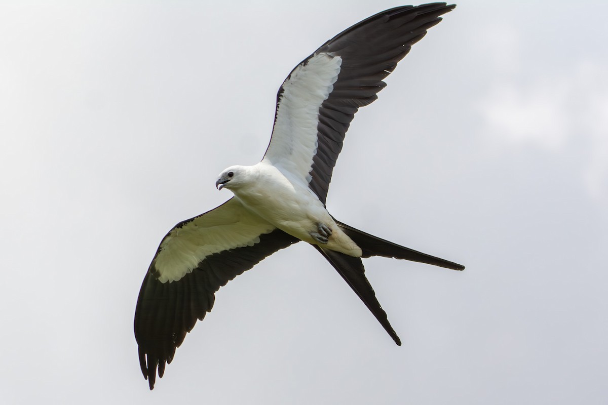 Swallow-tailed Kite - Tanya Smythe