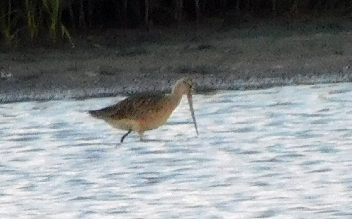 Marbled Godwit - ML621515829