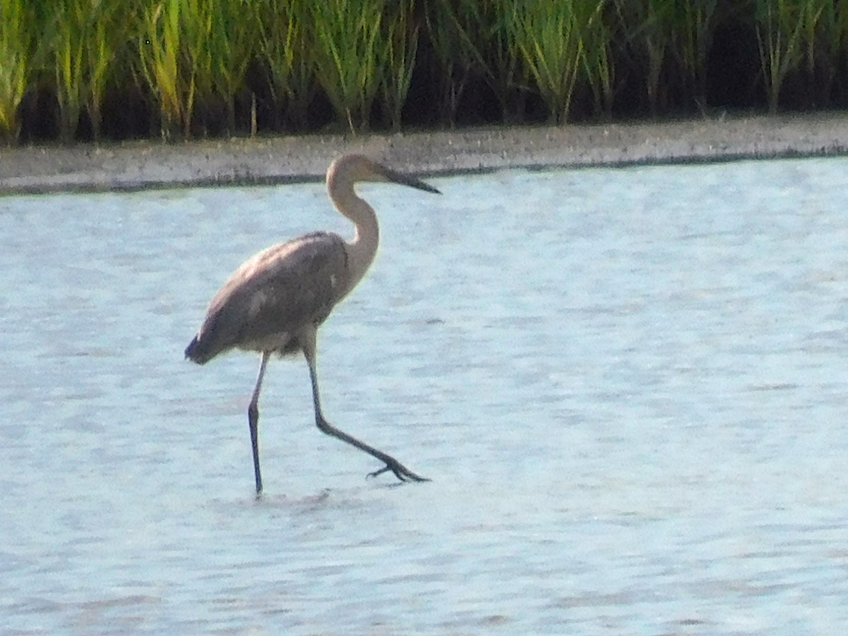 Reddish Egret - ML621515872