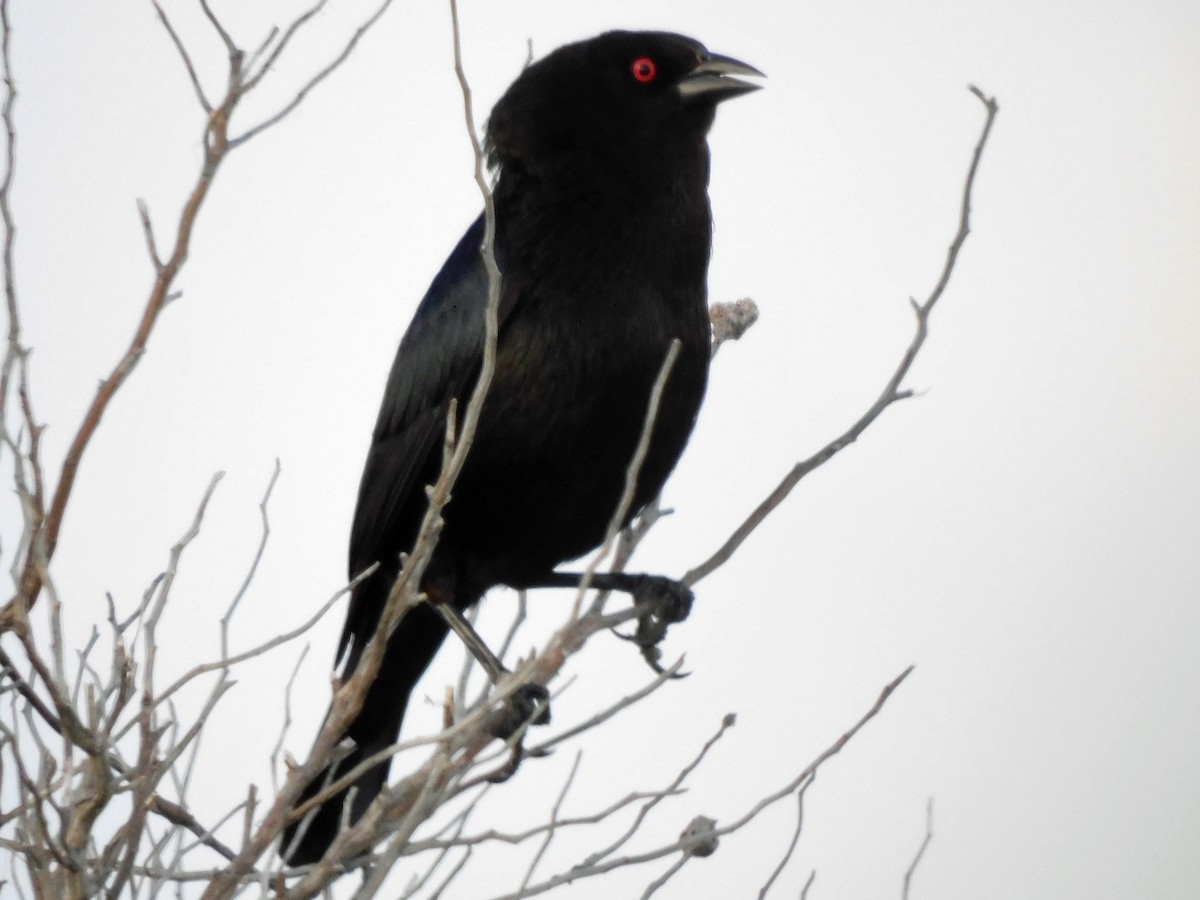 Bronzed Cowbird - ML621515887