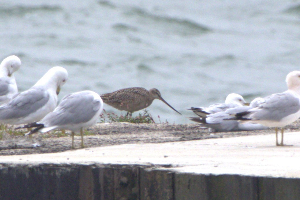 Marbled Godwit - ML621515893