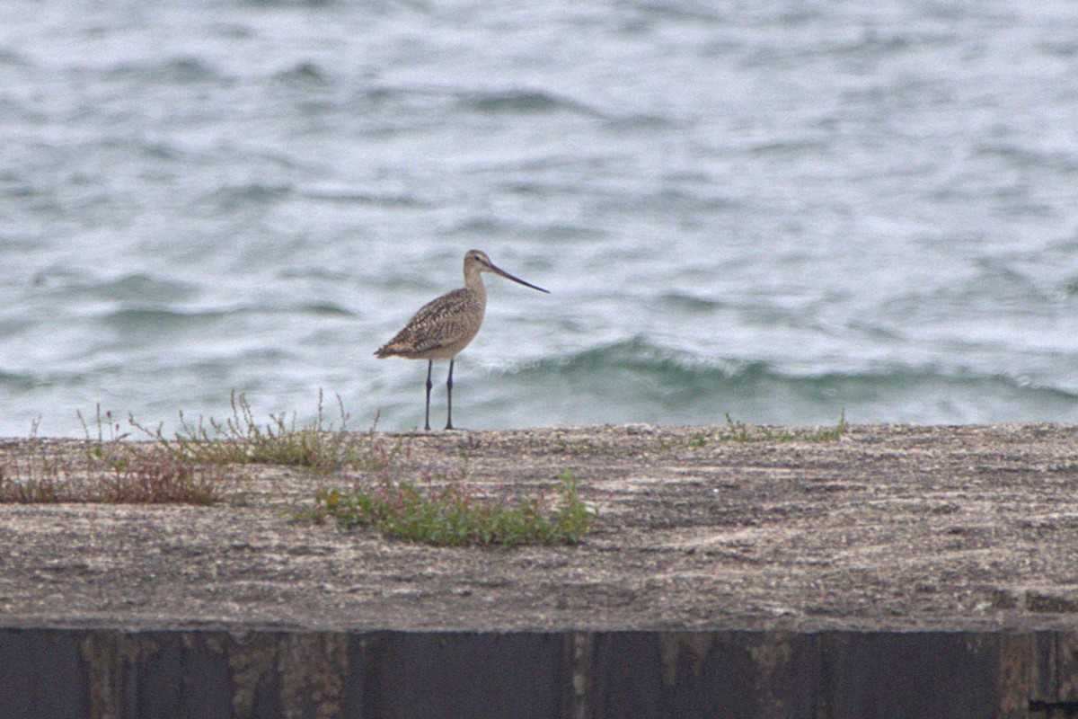 Marbled Godwit - ML621515907