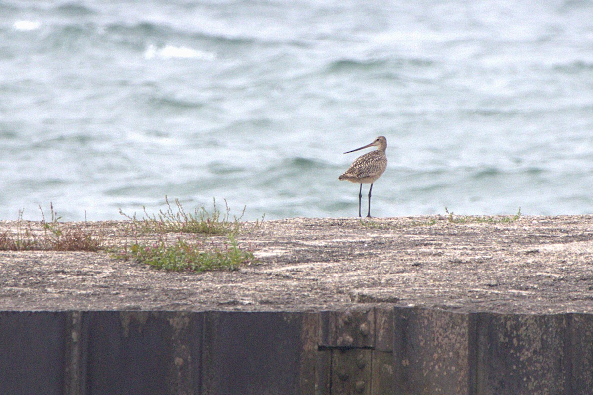 Marbled Godwit - ML621515914