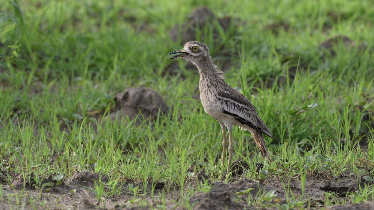 Indian Thick-knee - Sunil Kini