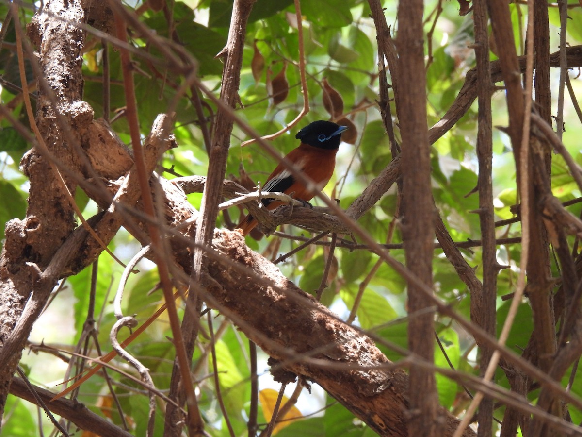 Black-headed Paradise-Flycatcher - ML621516094