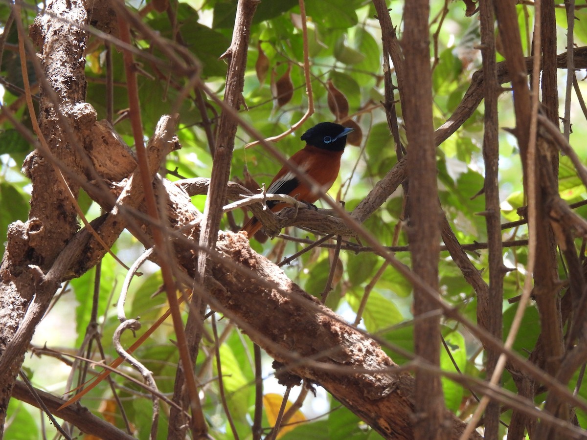 Black-headed Paradise-Flycatcher - ML621516095