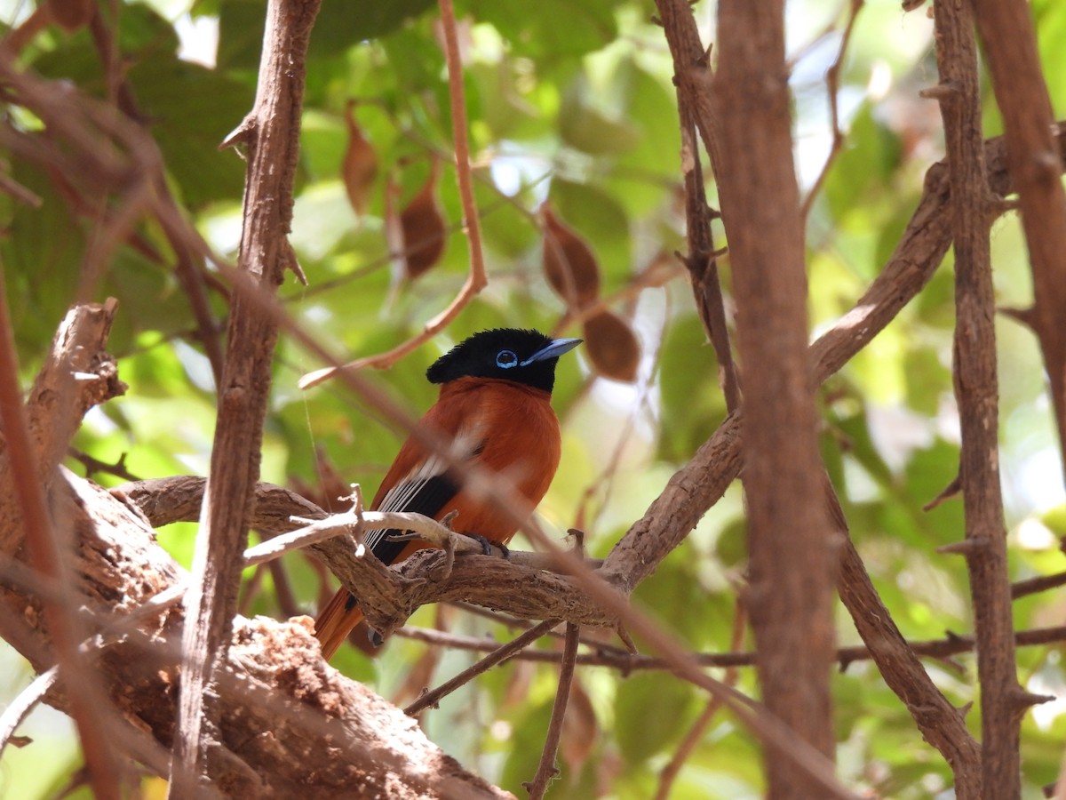 Black-headed Paradise-Flycatcher - ML621516096