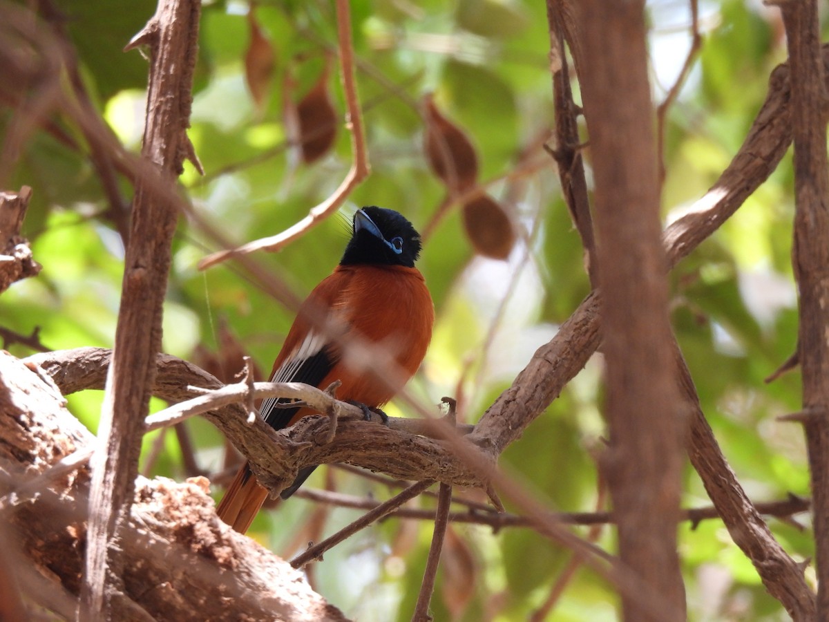 Black-headed Paradise-Flycatcher - ML621516098