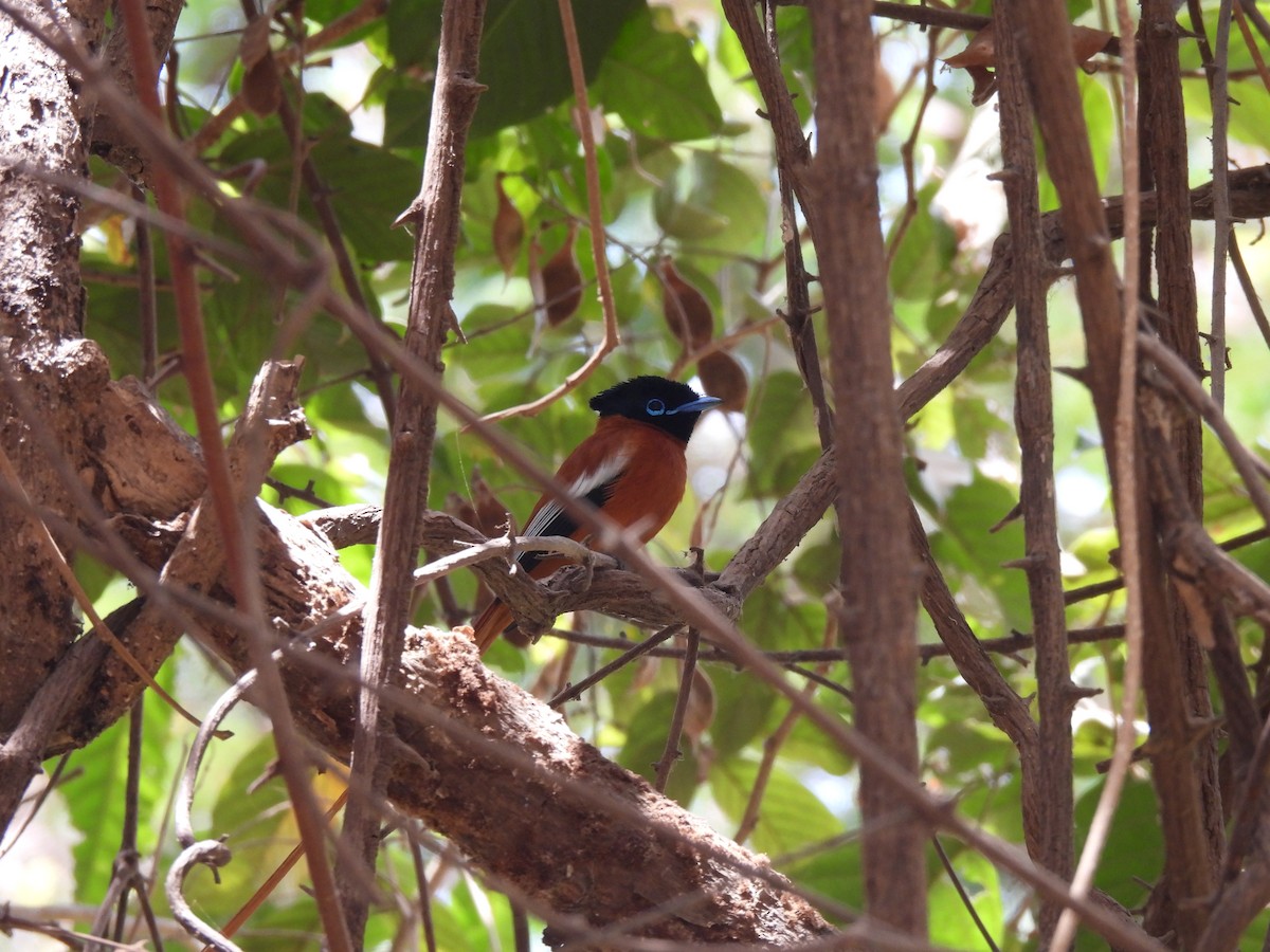 Black-headed Paradise-Flycatcher - ML621516099