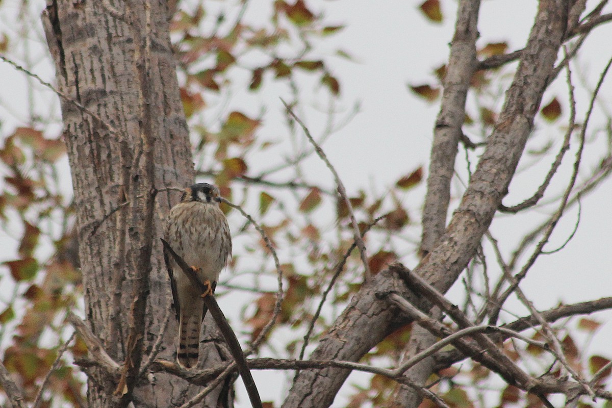 American Kestrel - ML621516148