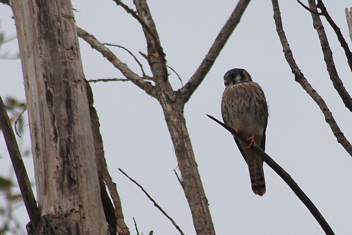 American Kestrel - ML621516158