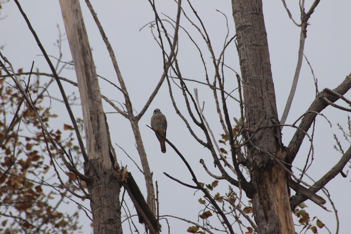 American Kestrel - Graciela Martinez