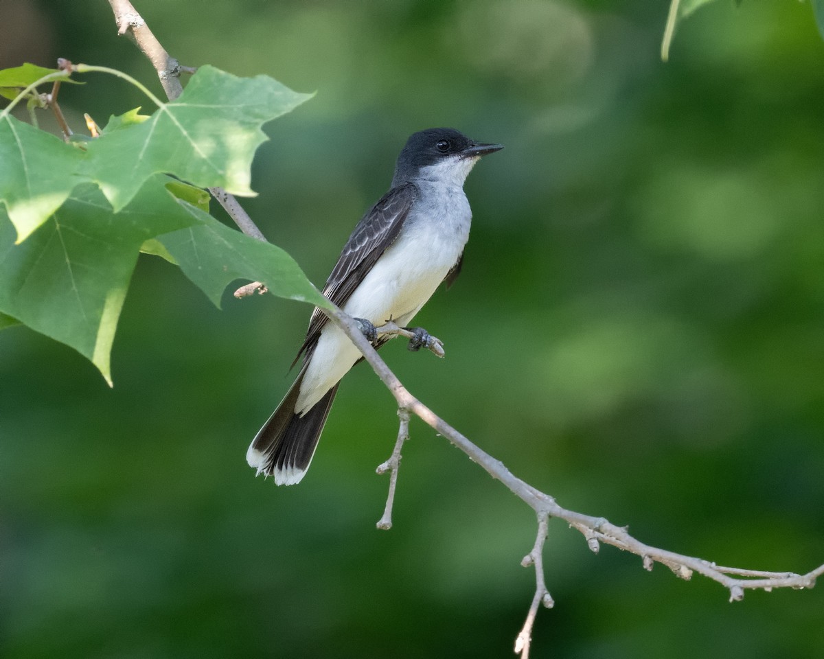 Eastern Kingbird - ML621516175