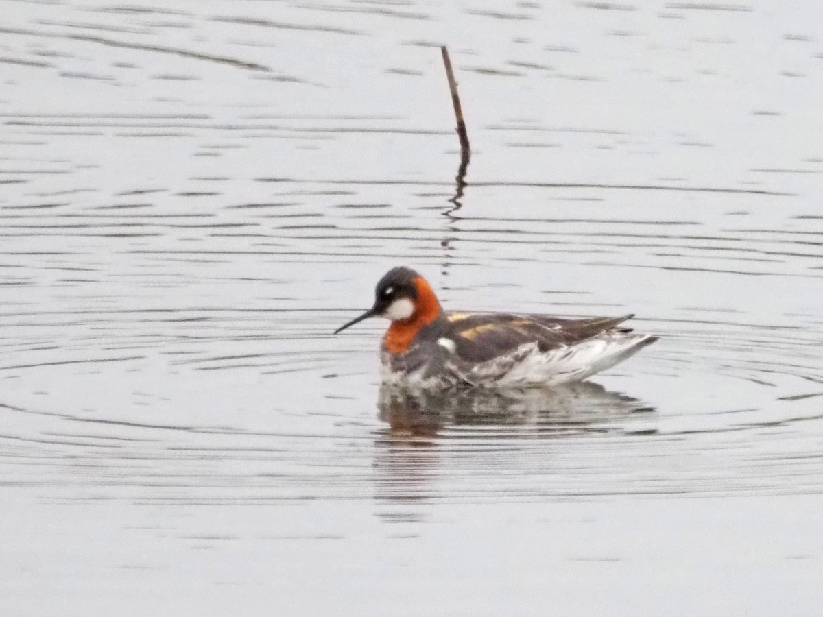 Red-necked Phalarope - ML621516371