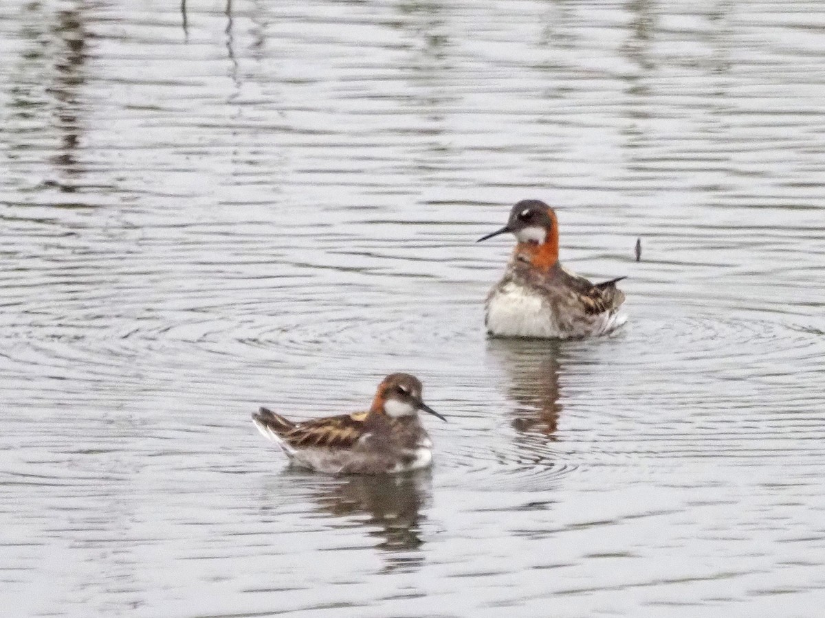 Red-necked Phalarope - ML621516372