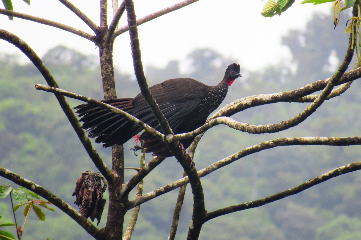 Crested Guan - ML621516460