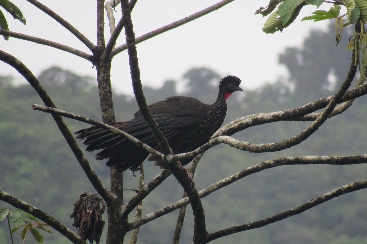 Crested Guan - ML621516461